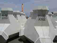 �V�����g����