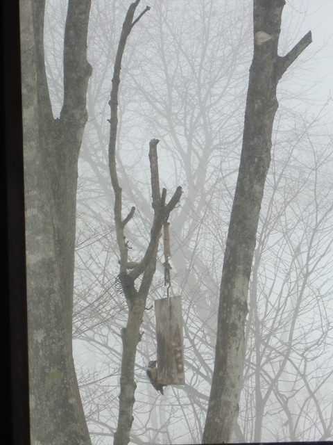 濃霧の中、アカゲラがホルンの餌場に