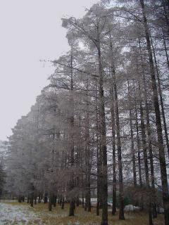 カラマツの霧氷