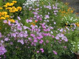 ホルンの庭はお花でいっぱい