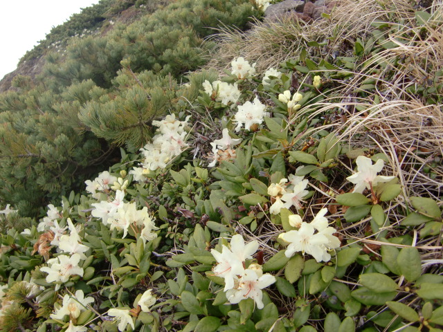 きばなしゃくなげ