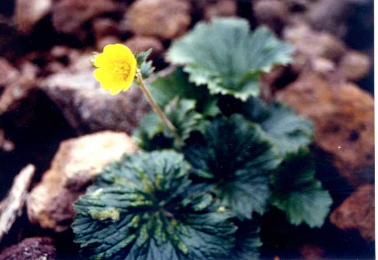 みやまだいこん草