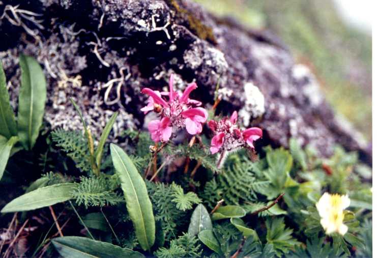 よつばしおがま