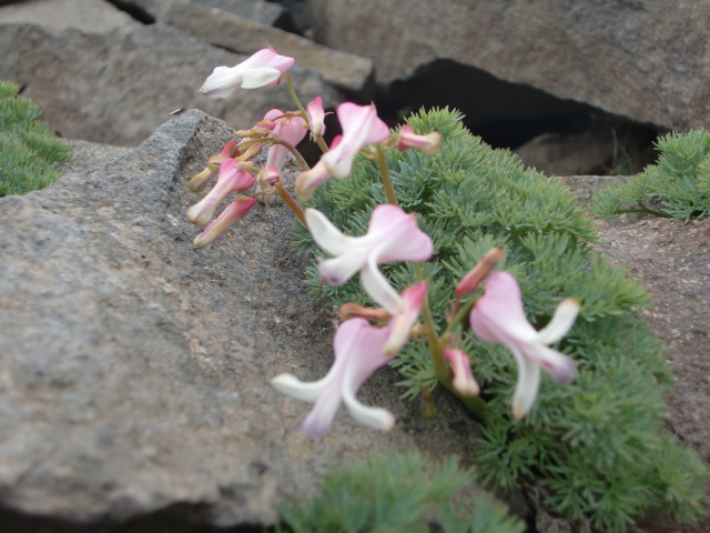 高山植物の女王こまくさ