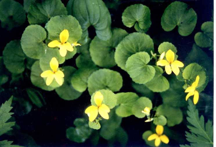 ヤツガタケスミレ