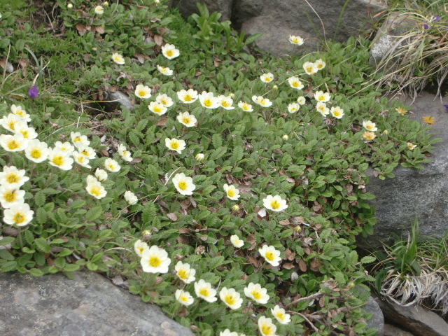 ちょうのすけ草