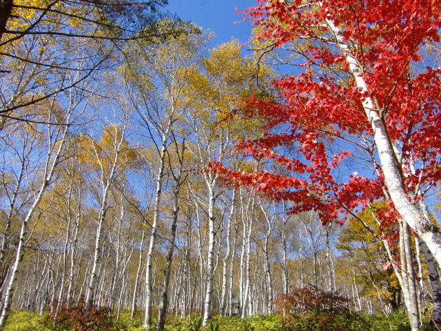 八千穂高原白樺林
(10月中旬過ぎ)
