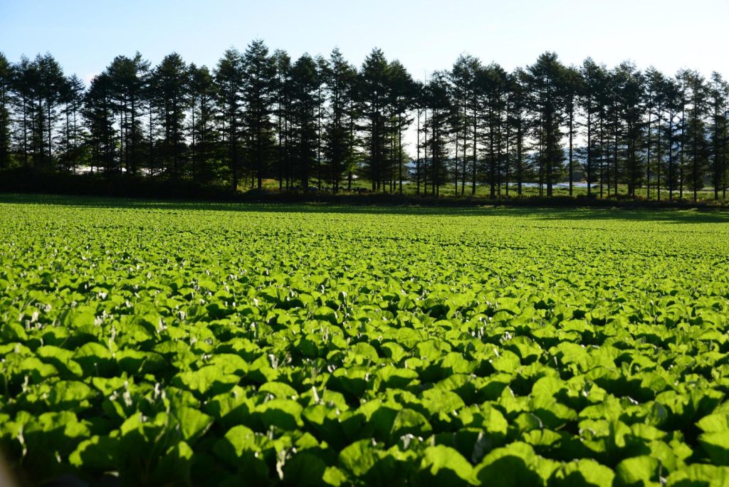 高原野菜畑