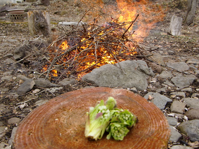 ホルンの庭から
ふきのとう収穫(4月中旬)
