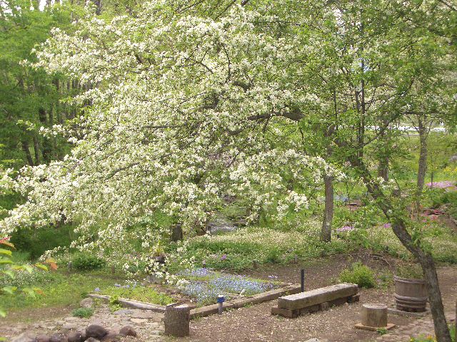 小梨(ズミ)の花
