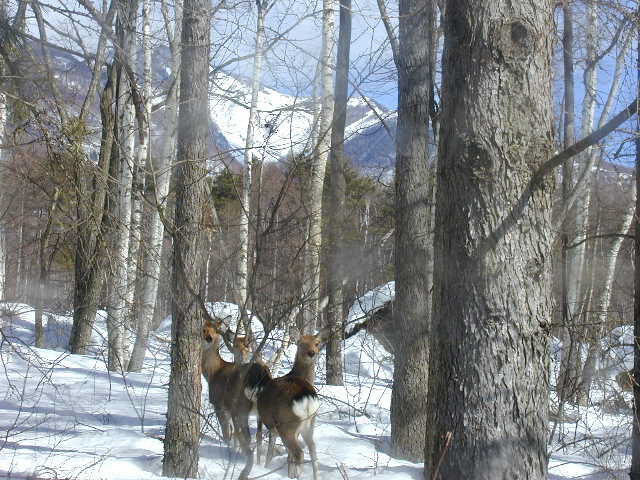 こんな出会いも