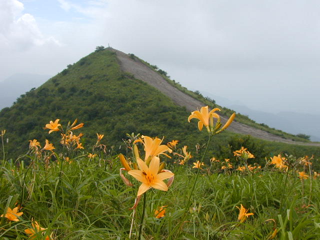飯盛山とニッコウキスゲ
