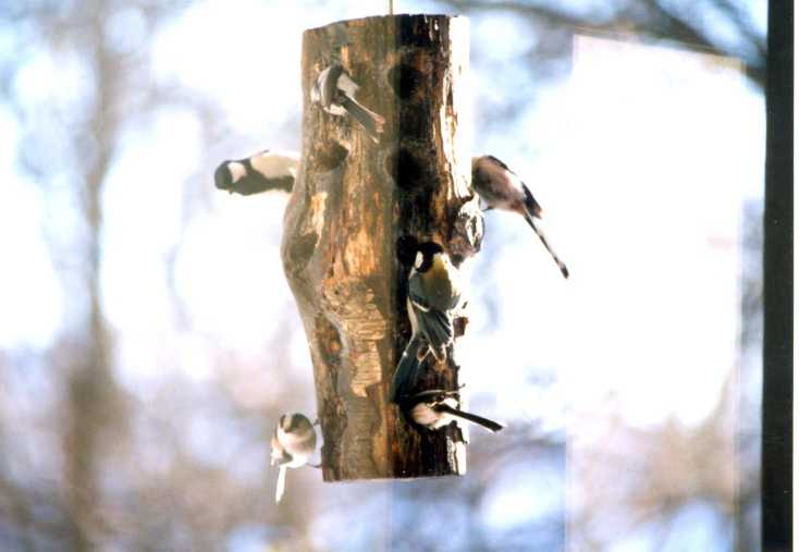 エナガとシジュウカラ