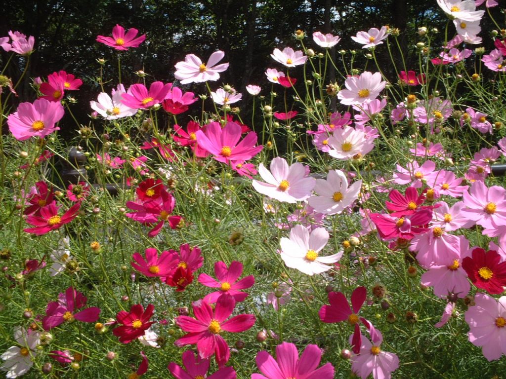 コスモス
（野辺山では７月末からさきはじめるんだ！！
野辺山では夏の花かな・・・