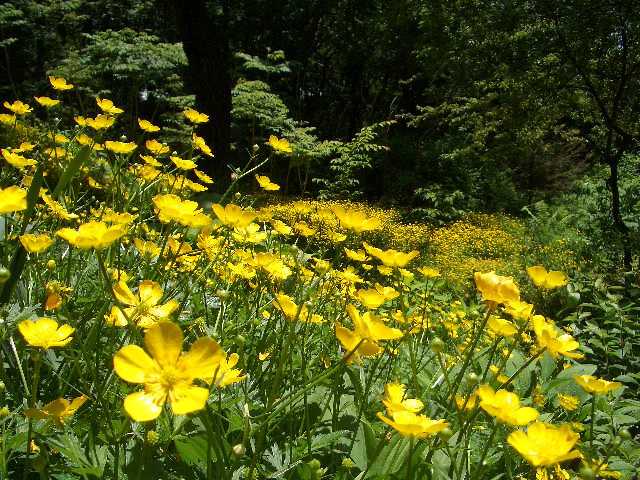 ハイキンポウゲ