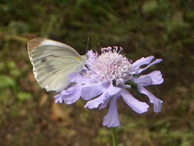マツムシソウが咲くと秋風が・・・
