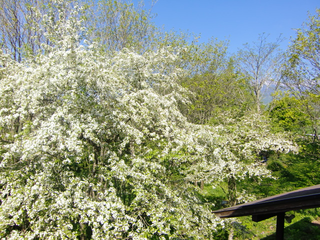 小梨の花（ズミ）