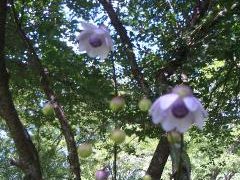 レンゲショウマ