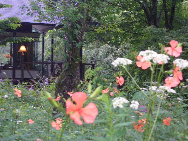 夏の庭のフシグロセンノウ